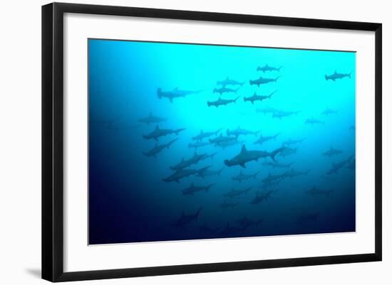 Scalloped Hammerhead Sharks Looking Up to See-null-Framed Photographic Print