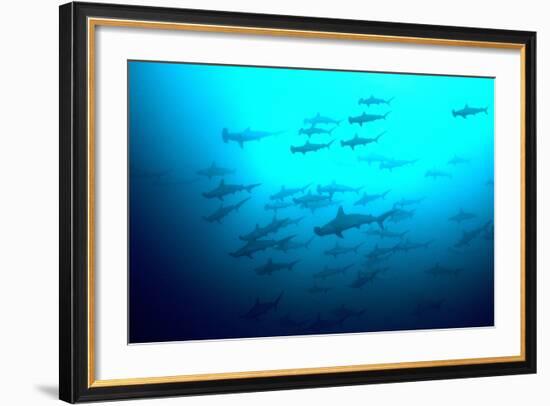 Scalloped Hammerhead Sharks Looking Up to See--Framed Photographic Print