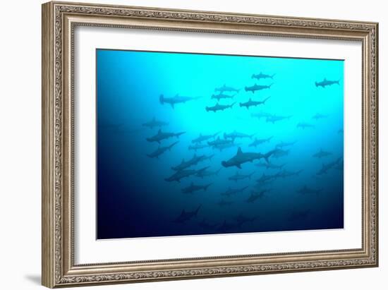 Scalloped Hammerhead Sharks Looking Up to See-null-Framed Photographic Print