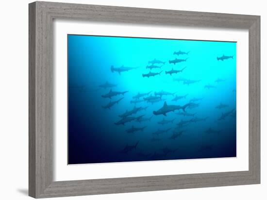 Scalloped Hammerhead Sharks Looking Up to See-null-Framed Photographic Print