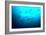 Scalloped Hammerhead Sharks Looking Up to See-null-Framed Photographic Print