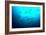 Scalloped Hammerhead Sharks Looking Up to See-null-Framed Photographic Print