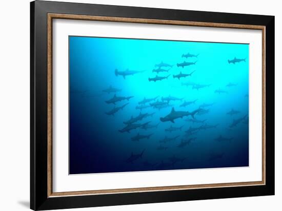 Scalloped Hammerhead Sharks Looking Up to See-null-Framed Photographic Print