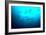 Scalloped Hammerhead Sharks Looking Up to See-null-Framed Photographic Print