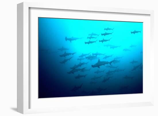 Scalloped Hammerhead Sharks Looking Up to See-null-Framed Photographic Print