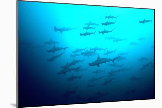 Scalloped Hammerhead Sharks Looking Up to See-null-Mounted Photographic Print