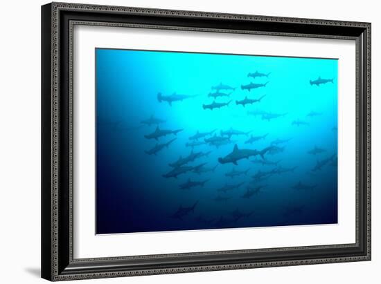 Scalloped Hammerhead Sharks Looking Up to See-null-Framed Photographic Print