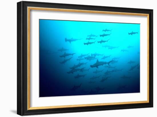 Scalloped Hammerhead Sharks Looking Up to See-null-Framed Photographic Print