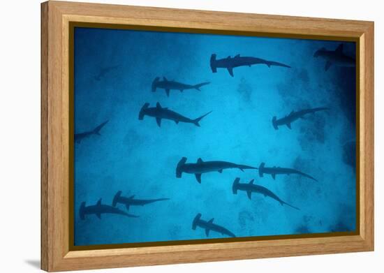 Scalloped Hammerhead Sharks These Sharks Congregate-null-Framed Premier Image Canvas