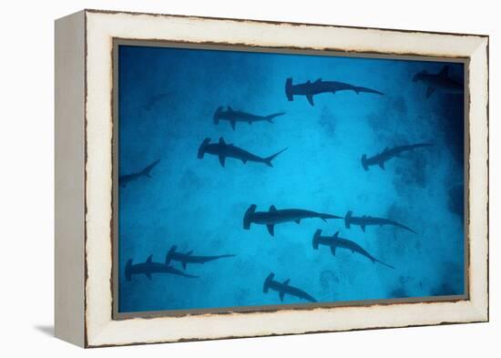 Scalloped Hammerhead Sharks These Sharks Congregate-null-Framed Premier Image Canvas
