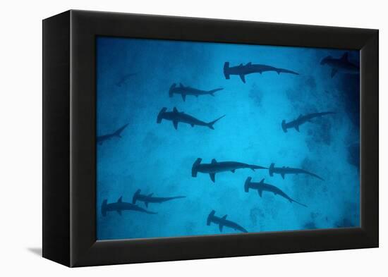 Scalloped Hammerhead Sharks These Sharks Congregate-null-Framed Premier Image Canvas