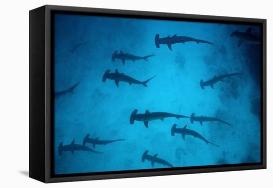 Scalloped Hammerhead Sharks These Sharks Congregate-null-Framed Premier Image Canvas