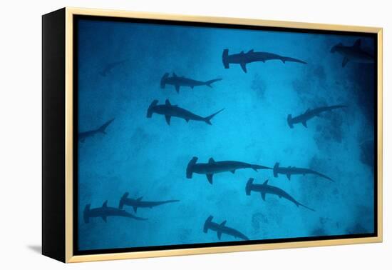 Scalloped Hammerhead Sharks These Sharks Congregate-null-Framed Premier Image Canvas