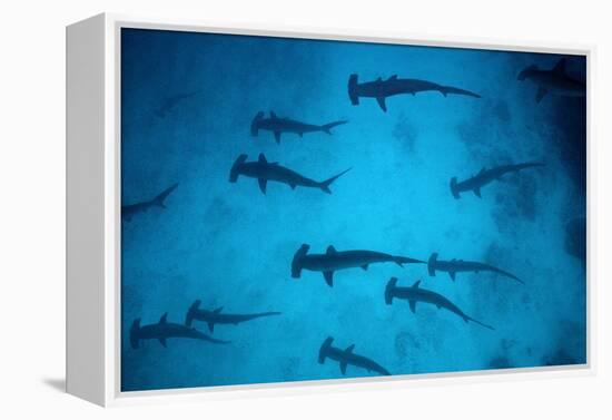 Scalloped Hammerhead Sharks These Sharks Congregate-null-Framed Premier Image Canvas