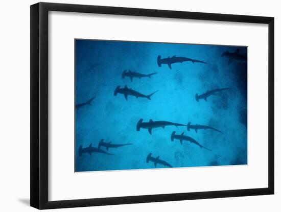 Scalloped Hammerhead Sharks These Sharks Congregate-null-Framed Photographic Print