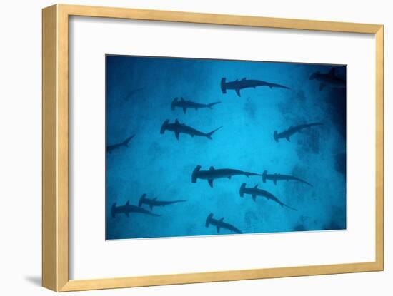 Scalloped Hammerhead Sharks These Sharks Congregate-null-Framed Photographic Print