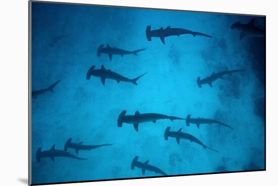 Scalloped Hammerhead Sharks These Sharks Congregate-null-Mounted Photographic Print