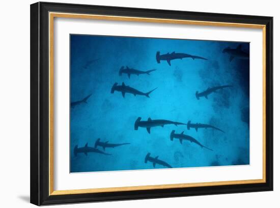 Scalloped Hammerhead Sharks These Sharks Congregate-null-Framed Photographic Print