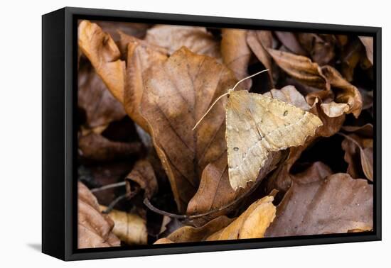 Scalloped hazel moth, Wye Valley, Monmouthshire, Wales-Chris Mattison-Framed Premier Image Canvas