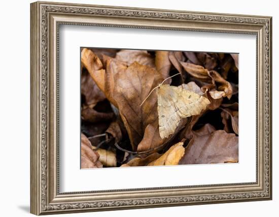 Scalloped hazel moth, Wye Valley, Monmouthshire, Wales-Chris Mattison-Framed Photographic Print