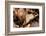 Scalloped hazel moth, Wye Valley, Monmouthshire, Wales-Chris Mattison-Framed Photographic Print