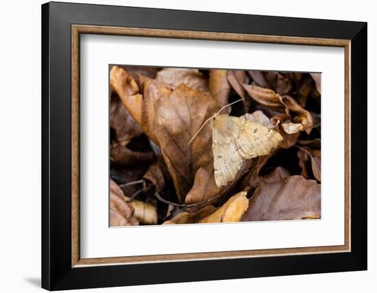 Scalloped hazel moth, Wye Valley, Monmouthshire, Wales-Chris Mattison-Framed Photographic Print