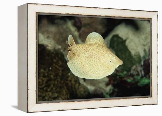 Scalloped Torpedo Ray, Torpedo Panthera, Sudan, Africa, Red Sea-Reinhard Dirscherl-Framed Premier Image Canvas