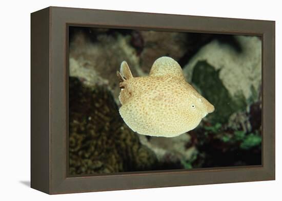 Scalloped Torpedo Ray, Torpedo Panthera, Sudan, Africa, Red Sea-Reinhard Dirscherl-Framed Premier Image Canvas