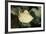 Scalloped Torpedo Ray, Torpedo Panthera, Sudan, Africa, Red Sea-Reinhard Dirscherl-Framed Photographic Print