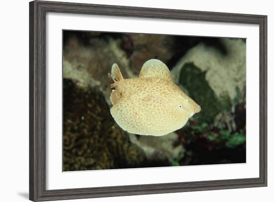 Scalloped Torpedo Ray, Torpedo Panthera, Sudan, Africa, Red Sea-Reinhard Dirscherl-Framed Photographic Print