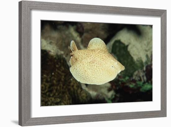 Scalloped Torpedo Ray, Torpedo Panthera, Sudan, Africa, Red Sea-Reinhard Dirscherl-Framed Photographic Print