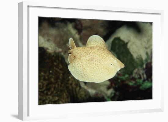 Scalloped Torpedo Ray, Torpedo Panthera, Sudan, Africa, Red Sea-Reinhard Dirscherl-Framed Photographic Print