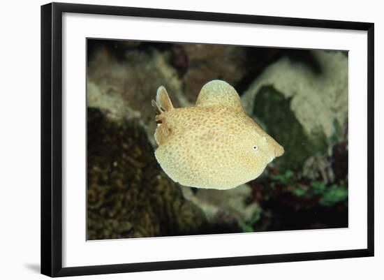 Scalloped Torpedo Ray, Torpedo Panthera, Sudan, Africa, Red Sea-Reinhard Dirscherl-Framed Photographic Print