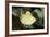 Scalloped Torpedo Ray, Torpedo Panthera, Sudan, Africa, Red Sea-Reinhard Dirscherl-Framed Photographic Print