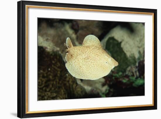 Scalloped Torpedo Ray, Torpedo Panthera, Sudan, Africa, Red Sea-Reinhard Dirscherl-Framed Photographic Print