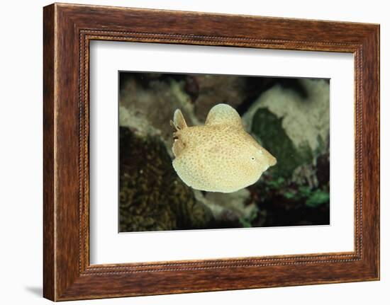 Scalloped Torpedo Ray, Torpedo Panthera, Sudan, Africa, Red Sea-Reinhard Dirscherl-Framed Photographic Print