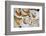 Scallops in a City Center Fish Market-Jon Hicks-Framed Photographic Print