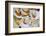 Scallops in a City Center Fish Market-Jon Hicks-Framed Photographic Print