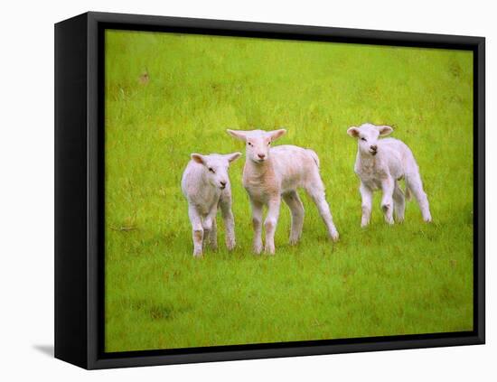 Scallywags, 2018,-Helen White-Framed Premier Image Canvas