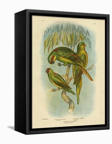 Scaly-Breasted Lorikeet, 1891-Gracius Broinowski-Framed Premier Image Canvas