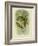 Scaly-Breasted Lorikeet, 1891-Gracius Broinowski-Framed Giclee Print