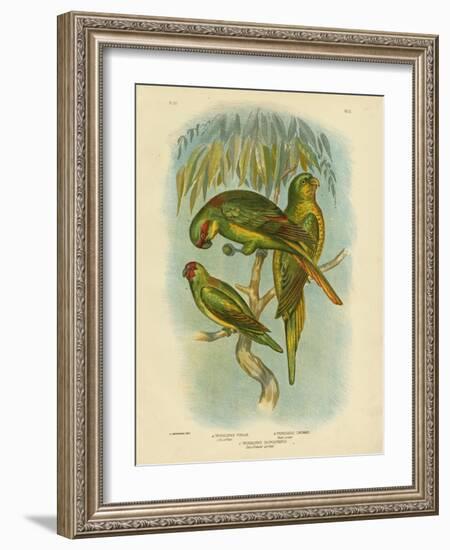 Scaly-Breasted Lorikeet, 1891-Gracius Broinowski-Framed Giclee Print