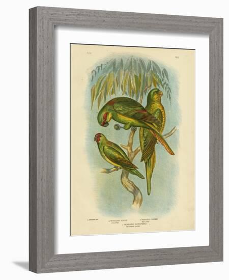 Scaly-Breasted Lorikeet, 1891-Gracius Broinowski-Framed Giclee Print