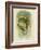 Scaly-Breasted Lorikeet, 1891-Gracius Broinowski-Framed Giclee Print