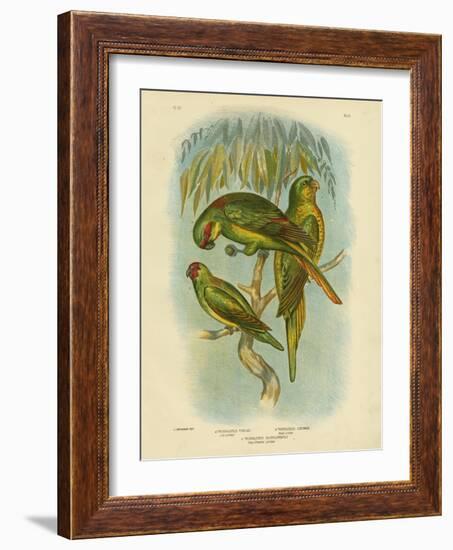 Scaly-Breasted Lorikeet, 1891-Gracius Broinowski-Framed Giclee Print