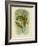 Scaly-Breasted Lorikeet, 1891-Gracius Broinowski-Framed Giclee Print