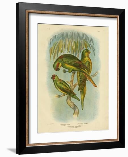 Scaly-Breasted Lorikeet, 1891-Gracius Broinowski-Framed Giclee Print