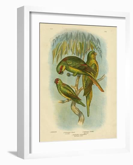 Scaly-Breasted Lorikeet, 1891-Gracius Broinowski-Framed Giclee Print