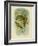 Scaly-Breasted Lorikeet, 1891-Gracius Broinowski-Framed Giclee Print