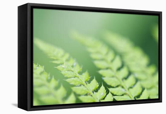 Scaly Male Fern, Leaves, Close-Up, Detail-Alexander Georgiadis-Framed Premier Image Canvas